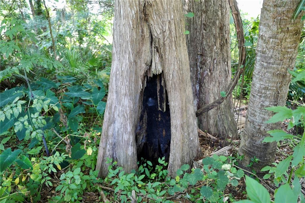 Old Florida Cypress trees