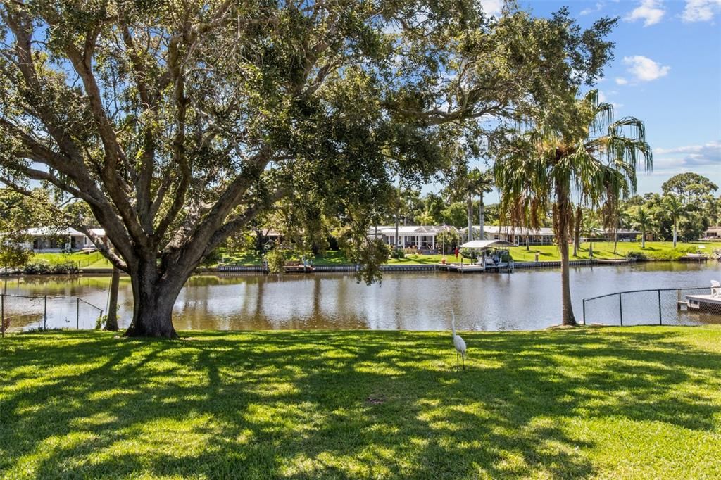 Allen's Creek with Manatees, Dolphins & Otters...Backyard