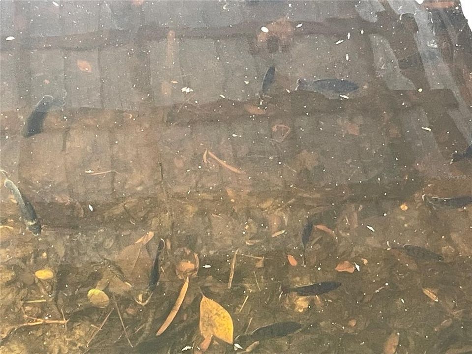 Fish Swimming in Boathouse Canal