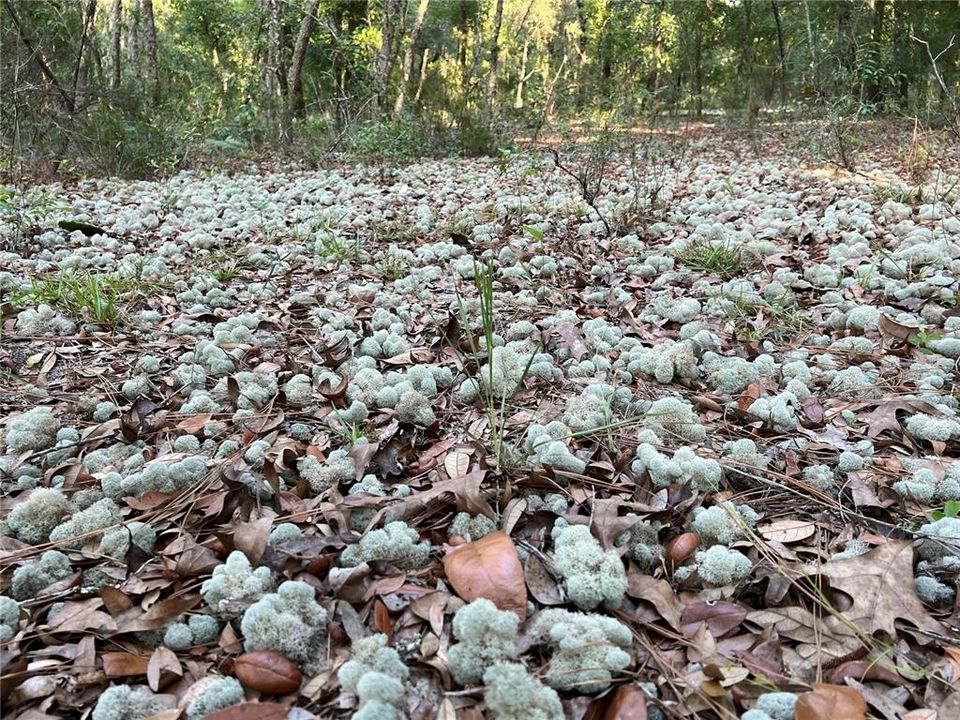 Недавно продано: $68,000 (5.00 acres)