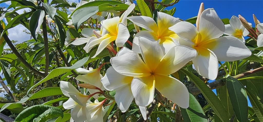 Multiple Hawaiian Plumeria bushes