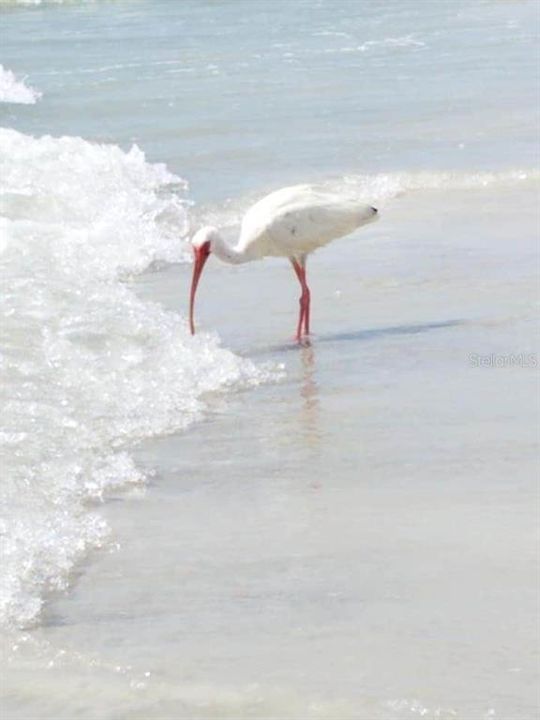 Clearwater Beach