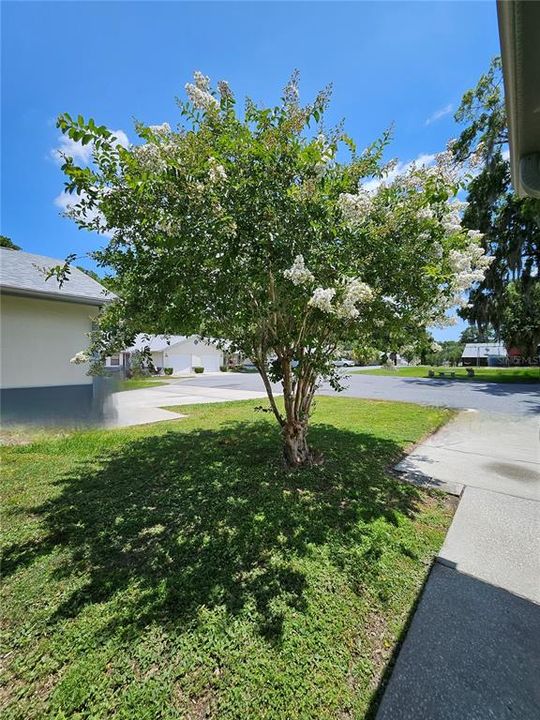 Mature Crepe Myrtle view from front door