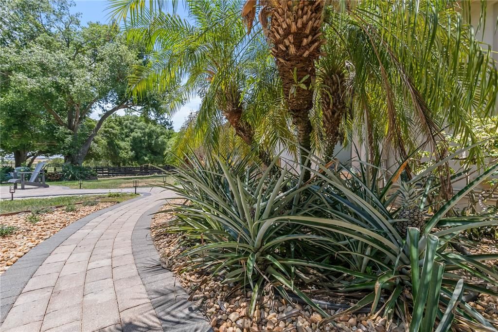 Pineapple Walkway to Stables