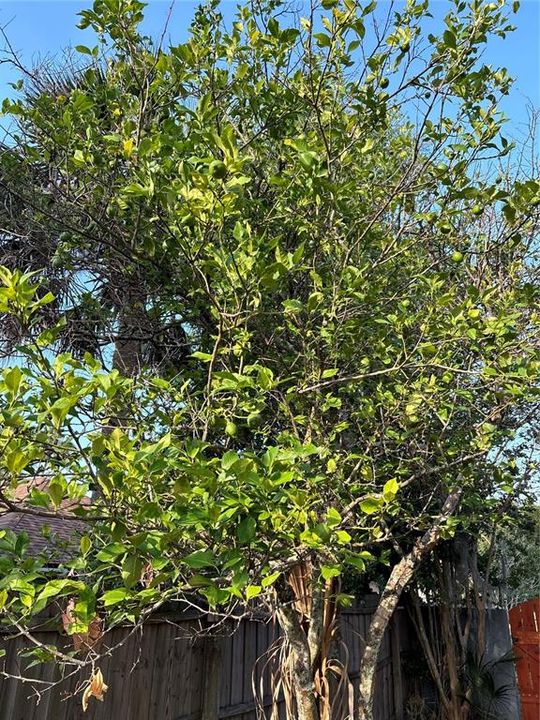 Producing Naval citrus tree