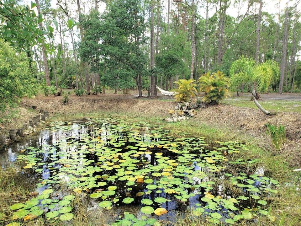 Flowering Lily Pads in the Pond