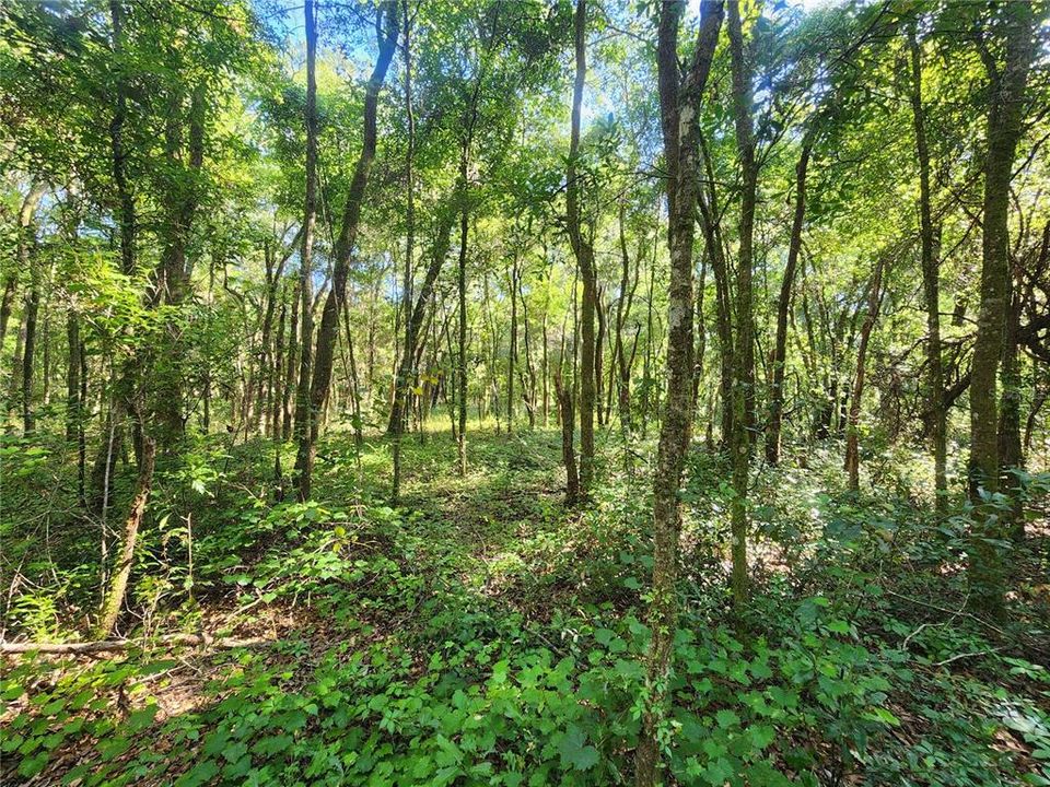 合同活跃: $75,000 (1.84 acres)