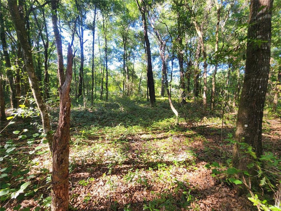 Active With Contract: $75,000 (1.84 acres)