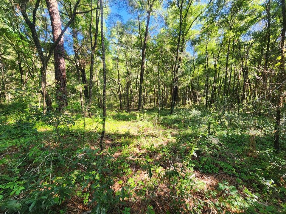 Active With Contract: $75,000 (1.84 acres)