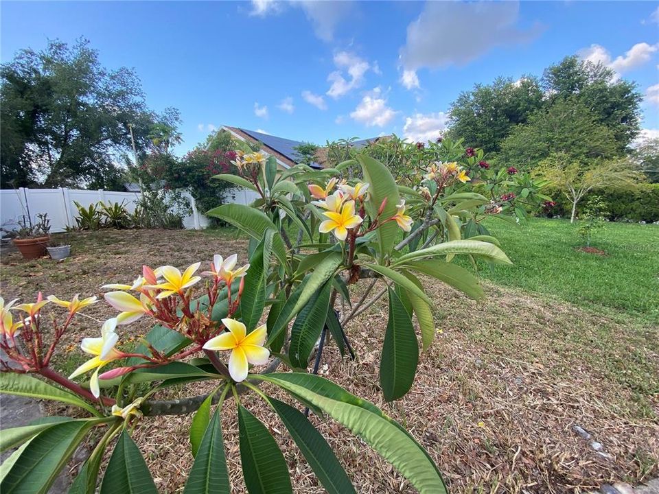 Beautiful Plumeria & Mature Landscaping