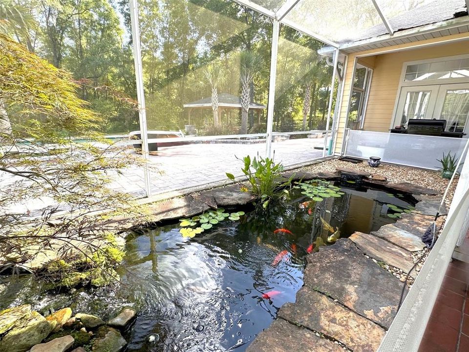 Fully stock koi pond