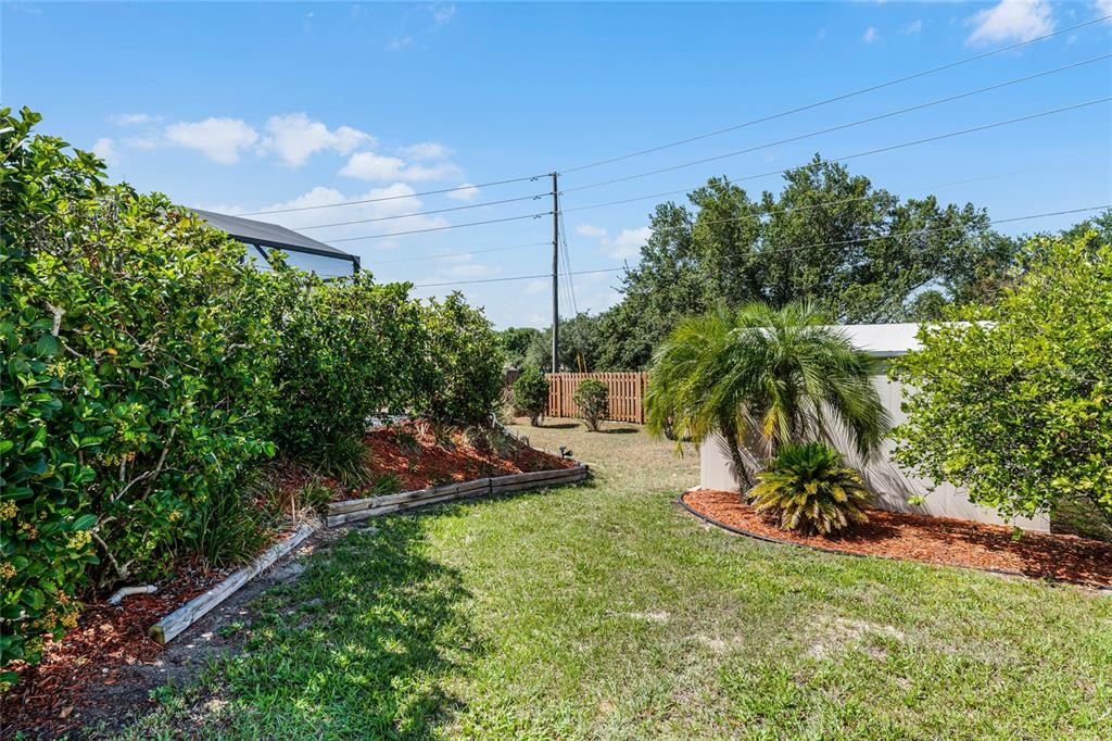 privacy hedges around pool