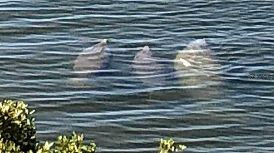 These quiet, gentle giants love life in our lagoon.  You'll see te=hem frequently.