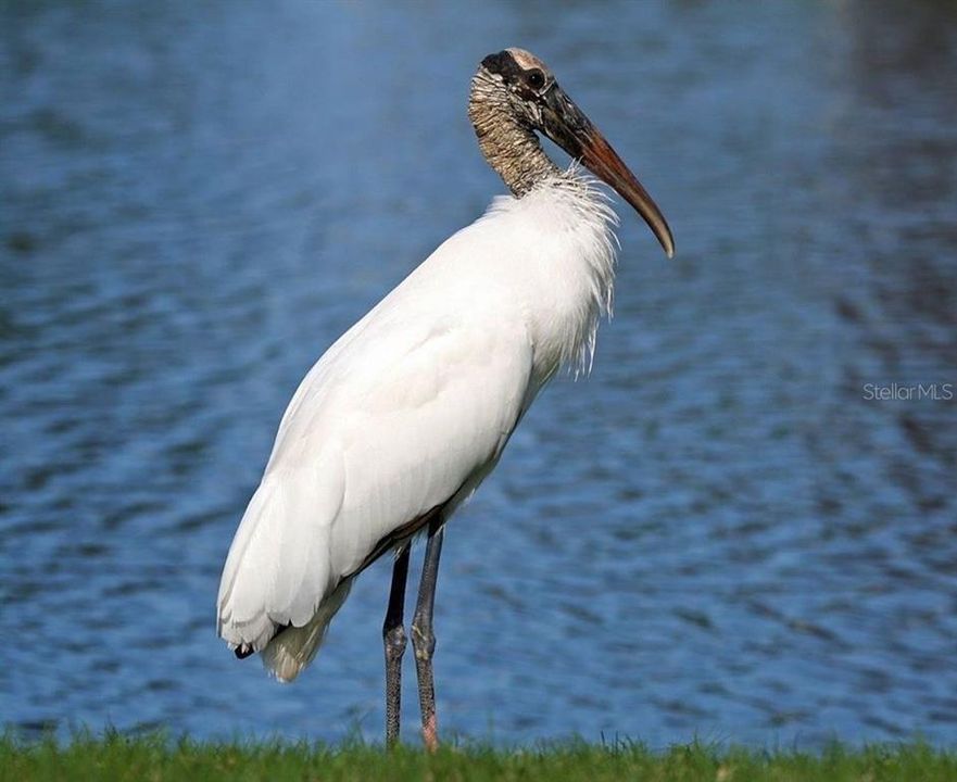 Egrets of various species fish our waters daily.