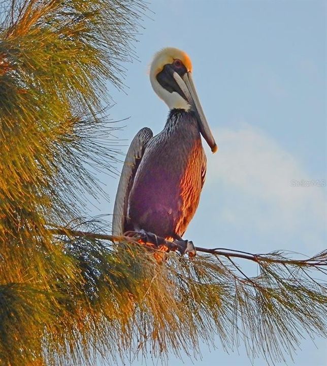 A walk along the Nature Trail provides opportunities to see both migratory birds as well as indigenous water fowl.