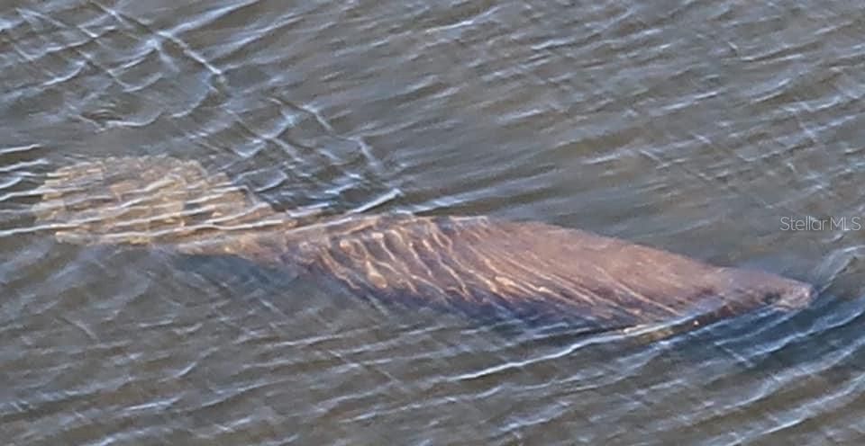 A manatee glides in the lagoon.  The sea grass is bountiful and they love it.