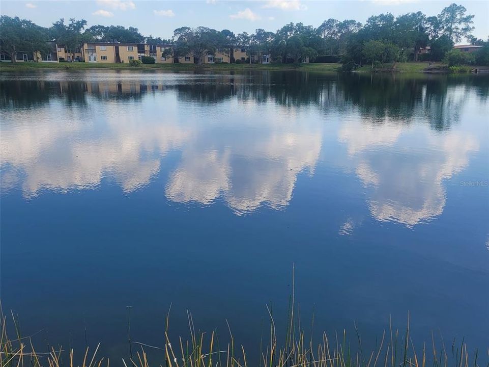 Beautiful Serene Lake with Lots of Wildlife