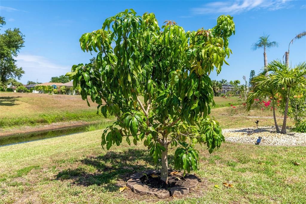 Your own mango tree!