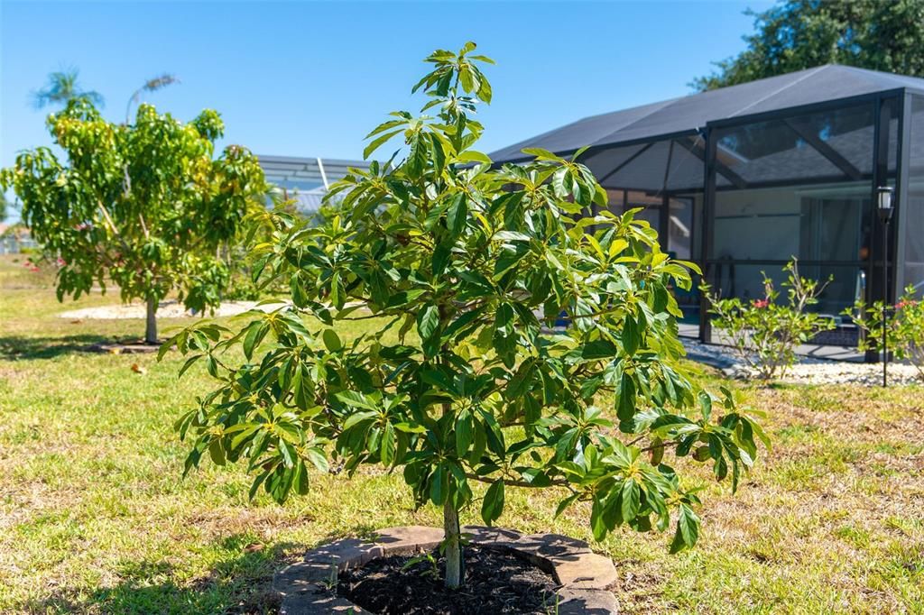 Your own avocado tree!