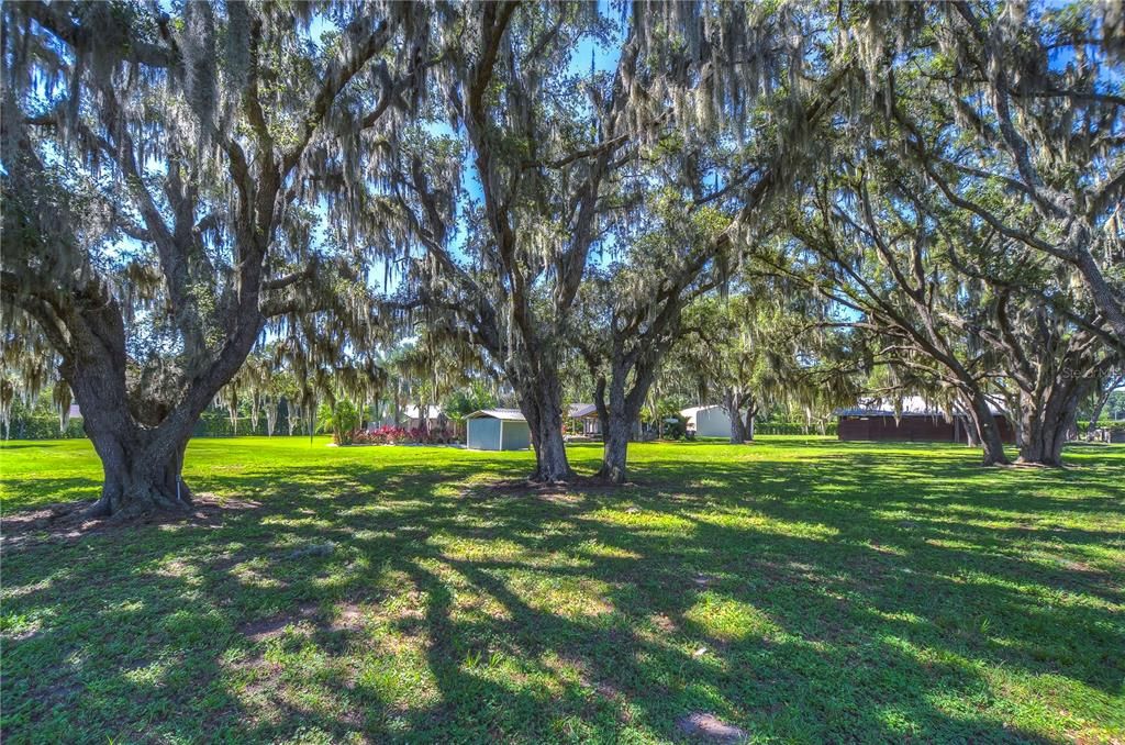 Majestic grandfather oaks!