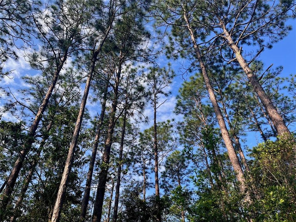 待售: $38,000 (0.94 acres)