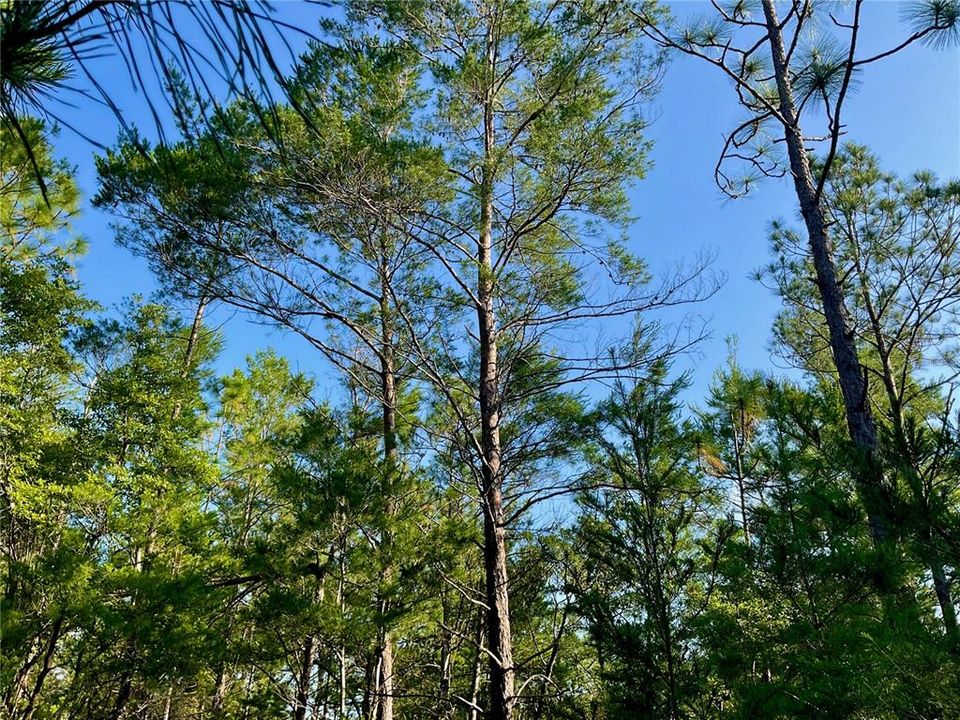 待售: $38,000 (0.94 acres)