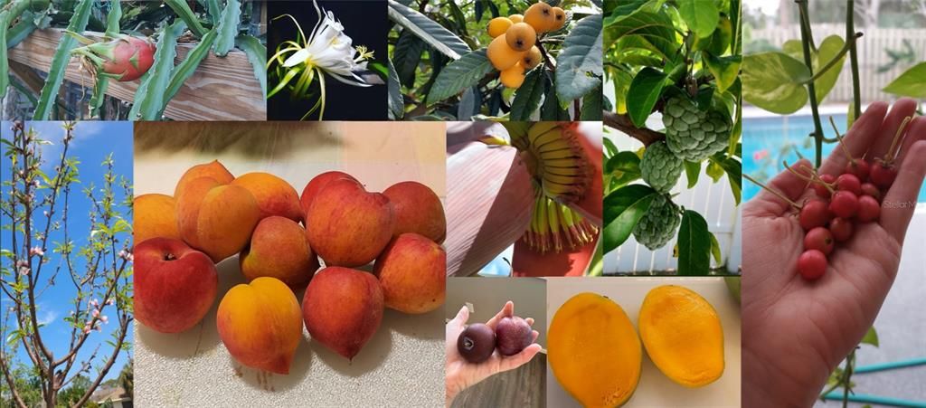 COLLAGE OF FRUITS FROM PROPERTY'S FRUIT TREES