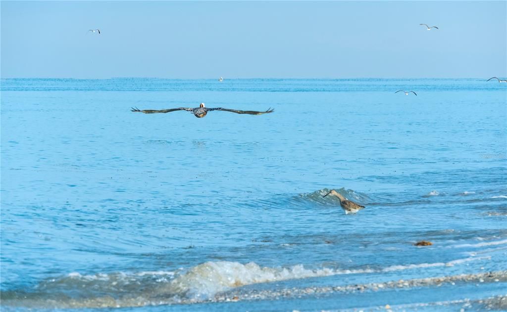 Pelican in flight at Englewood Beach