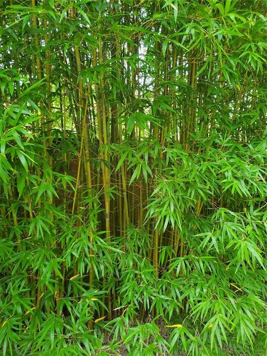 Non-invasive Graceful Bamboo