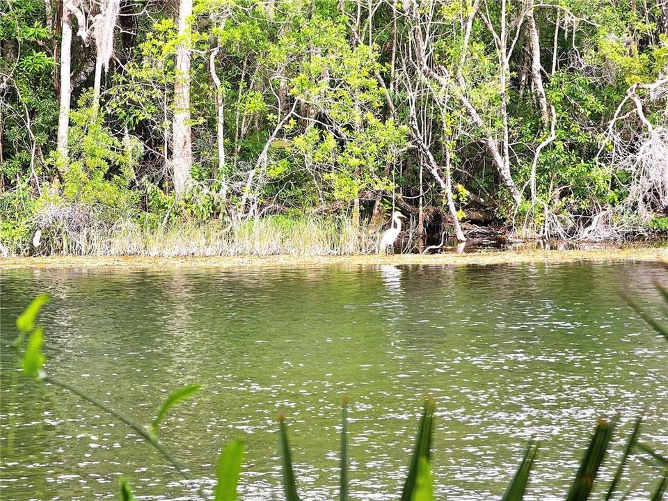 Rainbow River Resident's Park!