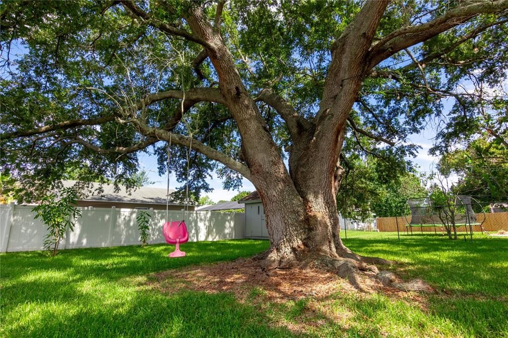 Iconic tree in the backyard