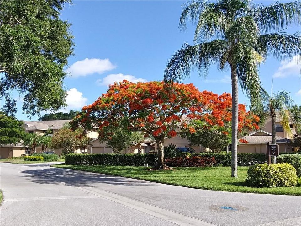 Gorgeous landscape in The Landings.