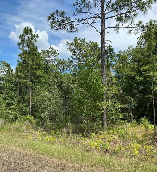 Active With Contract: $29,999 (0.46 acres)