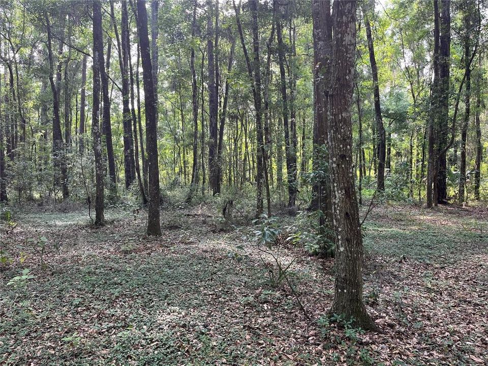 待售: $160,000 (3.05 acres)