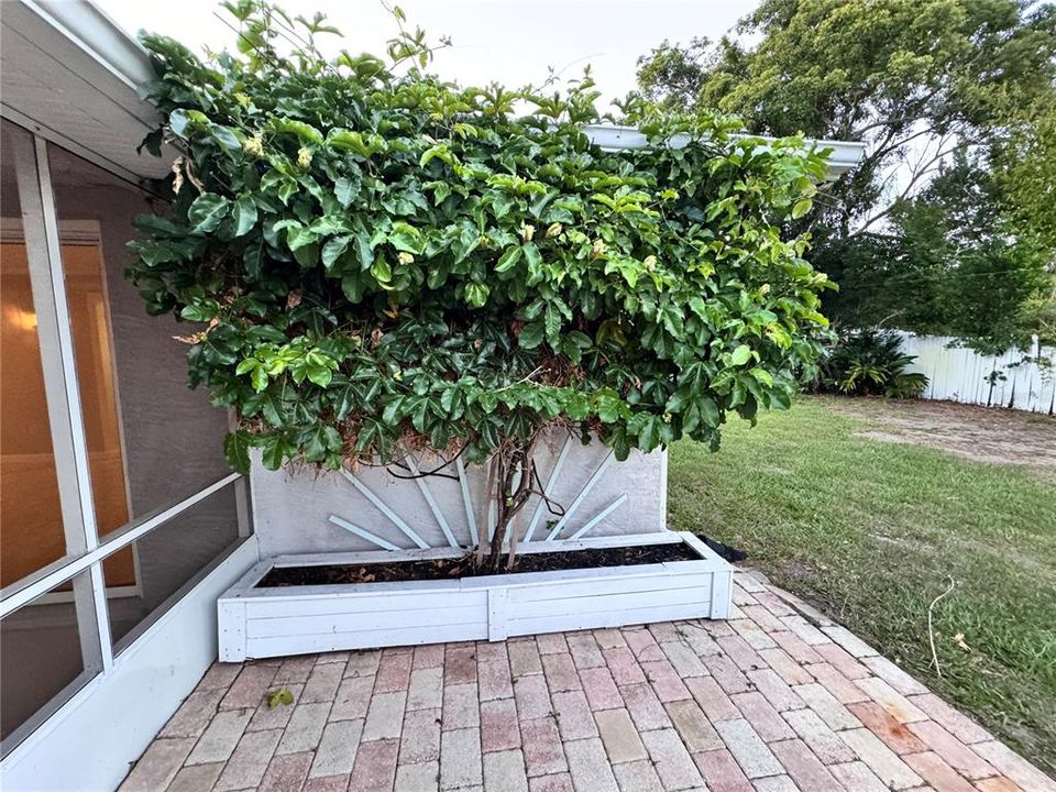 Producing Passion Fruit Tree