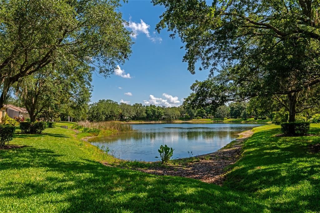 Pond view from backyard