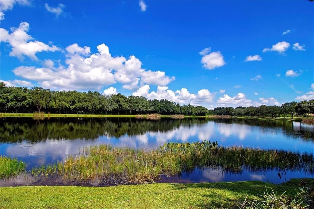 One of the many lakes in Greyhawk Landing with frequent bird habitats wind throughout the community