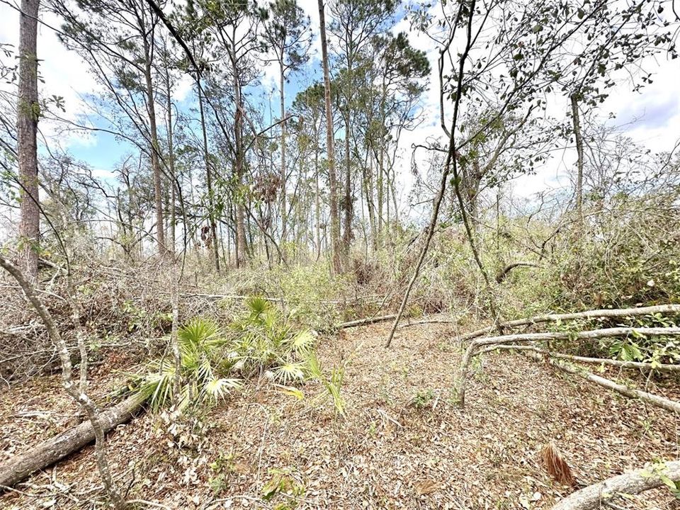 En Venta: $27,500 (1.42 acres)