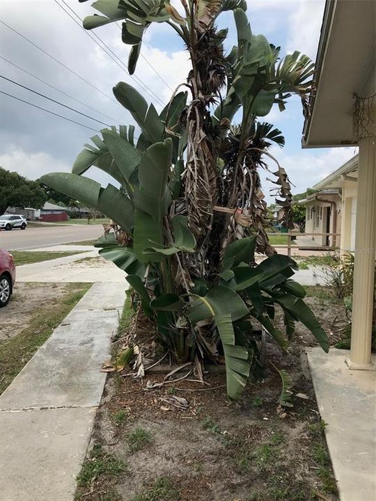 Exterior plants