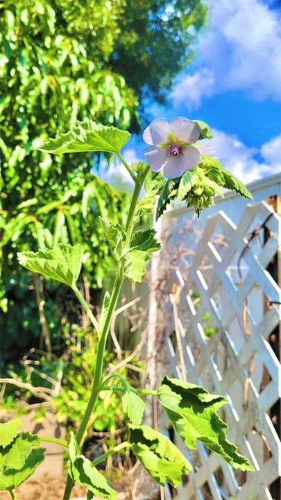 Marshmellow Root Plant in Holistic Garden.