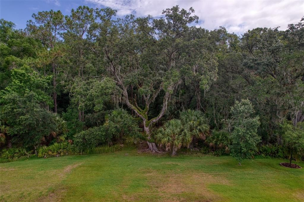 Idyllic Backyard Landscape