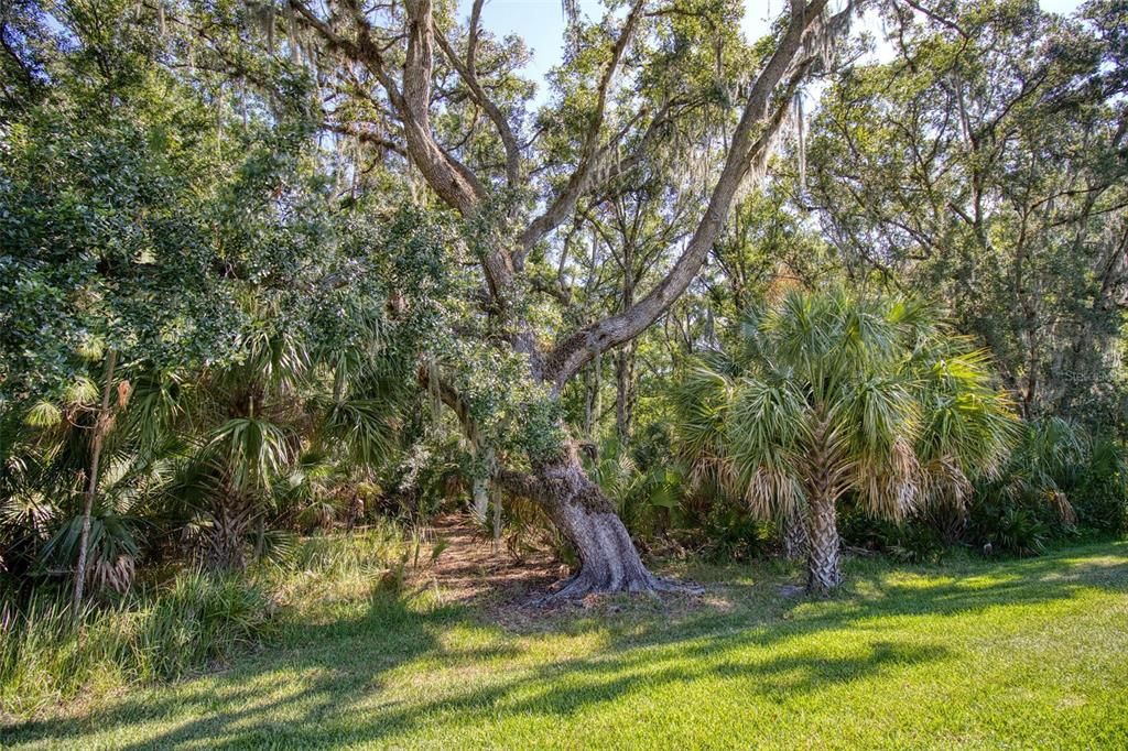 Large Backyard