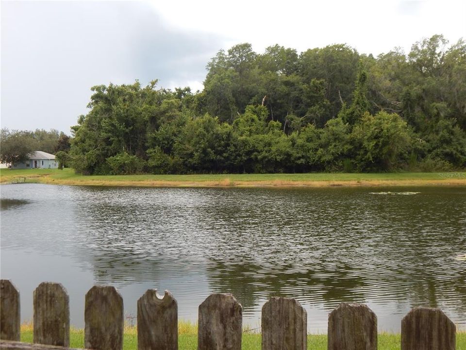 Pond view