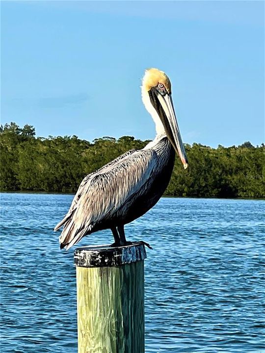 Brown pelican