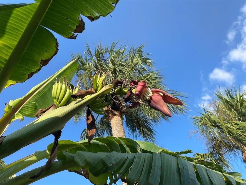 Cuba banana on side yard