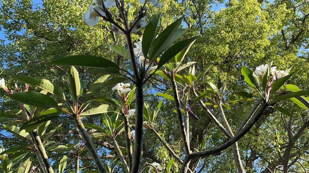 Backyard Hawaii Plumeria