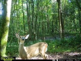 For Sale: $325,000 (40.00 acres)