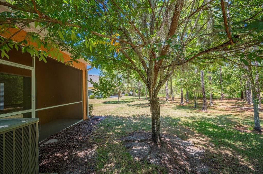 Shady back yard area