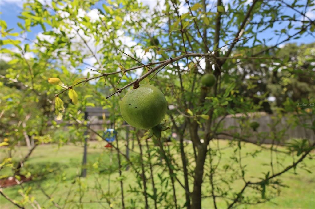 Eversweet Pomegranate