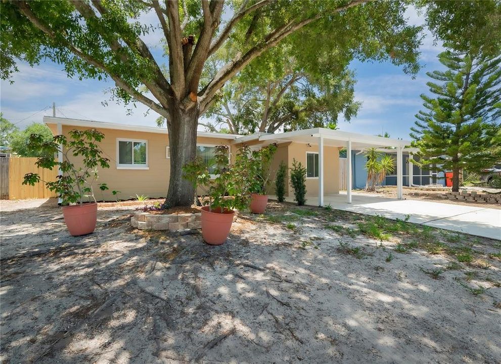 Front yard with mature tree